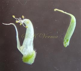  Stamen and Pistil